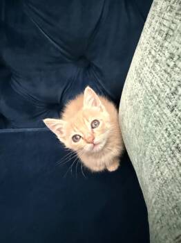 Brews -  Domestic Short Hair Cat for Adoption in Fruit Heights, Utah - Brews | PetCurious