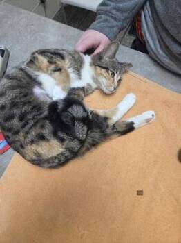 Domestic Short Hair Cats Available for Adoption in Westland, Michigan - Cherry Shrimp | PetCurious