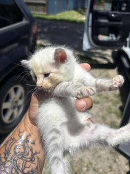 A659393 -  Domestic Short Hair Cat for Adoption in Houston, Texas - A659393 | PetCurious