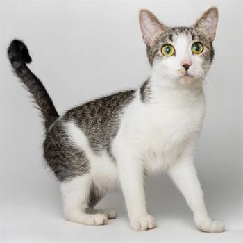 EDEN -  Domestic Short Hair Cat for Adoption in St. Louis, Missouri - EDEN | PetCurious