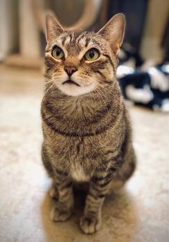 Domestic Short Hair Cats Available for Adoption in Duxbury, Massachusetts - Lainey | PetCurious