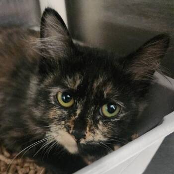 Dandelion -  Domestic Short Hair Cat for Adoption in Spanish Fork, Utah - Dandelion | PetCurious