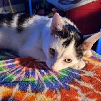 Domestic Short Hair Cats Available for Adoption in Jupiter, Florida - Marcus | PetCurious