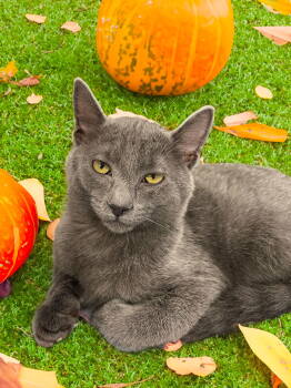 Rescue Russian Blue Cats for Adoption in Chandler, Arizona - Ashley | PetCurious