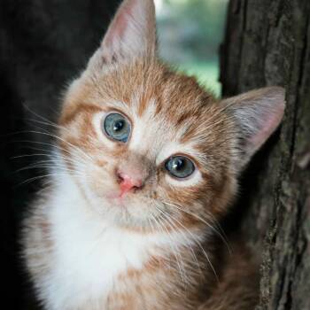 Rescue Domestic Short Hair Cats for Adoption in Lyle, Minnesota - Dixie | PetCurious