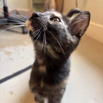 Spice -  American Shorthair Cat for Adoption in Freeport, Florida - Spice | PetCurious