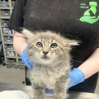 Bizzy -  Domestic Long Hair Cat Available for Adoption in Mt. Juliet, Tennessee - Bizzy | PetCurious