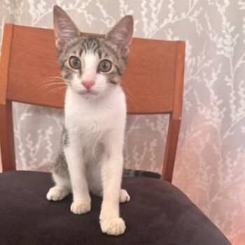 Tiago -  Domestic Short Hair Cat for Adoption in Jupiter, Florida - Tiago | PetCurious
