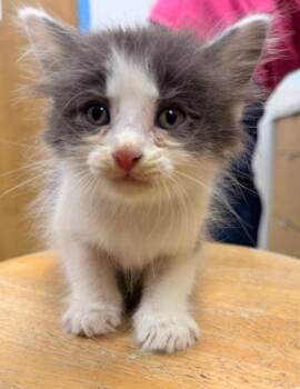 Earl Grey -  Domestic Medium Hair Cat for Adoption in Hartsville, South Carolina - Earl Grey | PetCurious