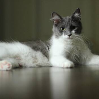 Barbara -  Domestic Medium Hair Cat for Adoption in Hillsborough, North Carolina - Barbara | PetCurious