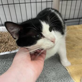 Thistle -  Domestic Short Hair Cat for Adoption in Bentonville, Arkansas - Thistle | PetCurious