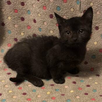 Greta -  Domestic Short Hair Cat for Adoption in Waterloo, Iowa - Greta | PetCurious