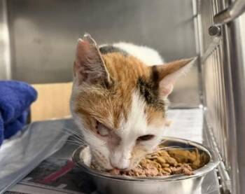 Pumpkin -  Domestic Short Hair Cat for Adoption in West Chester, Pennsylvania - Pumpkin | PetCurious