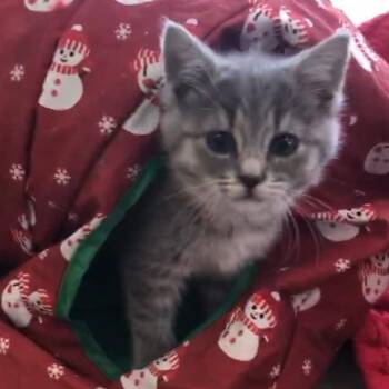 American Shorthair Cats Available for Adoption - Bebop -Gr Girl | PetCurious