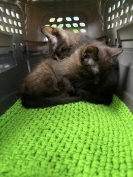 GARY THE SNAIL -  Domestic Short Hair Cat for Adoption in Omaha, Nebraska - GARY THE SNAIL | PetCurious