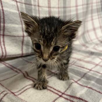 Marionberry (yellow collar) -  Domestic Short Hair Cat for Adoption in Coos Bay, Oregon - Marionberry (yellow Collar) | PetCurious