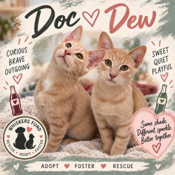 DOC & DEW -  Domestic Short Hair and Oriental Short Hair Cat for Adoption in Lakesite, Tennessee - DOC & DEW | PetCurious