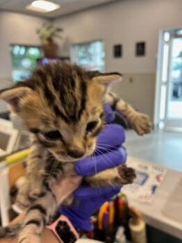 FRANCIS -  Domestic Short Hair Cat for Adoption in Palmetto, Florida - FRANCIS | PetCurious