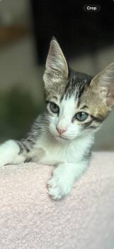 Orion -  Domestic Short Hair and Tabby Cat for Adoption in Brentwood, California - Orion | PetCurious