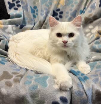 Rescue Turkish Angora Cats for Adoption in North East, Maryland - 