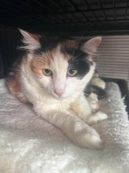 Ginger -  Domestic Short Hair Cat for Adoption in Littlestown, Pennsylvania - Ginger | PetCurious