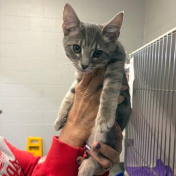 Waterbug -  Domestic Short Hair Cat for Adoption in Dearborn, Michigan - Waterbug | PetCurious