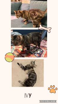 Rescue Domestic Short Hair Cats for Adoption in Newberg, Oregon - Ivy | PetCurious