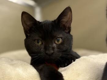 Rescue Domestic Short Hair Cats for Adoption in Virginia Beach, Virginia - Bobcat | PetCurious