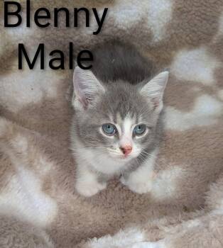 Blenny -  Extra Toes Cat Hemingway Polydactyl Cat Available for Adoption in Clarksville, Tennessee - Blenny | PetCurious