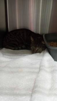Bean -  Domestic Short Hair Cat for Adoption in Burgaw, North Carolina - Bean | PetCurious
