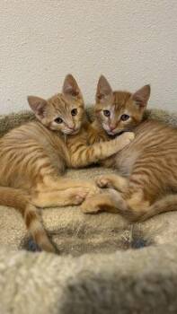 Cody & Webster (Courtesy Post) -  Domestic Short Hair Cat for Adoption in San Jose, California - Cody & Webster (Courtesy Post) | PetCurious
