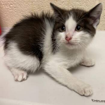 Domestic Short Hair Cats Available for Adoption in Memphis, Tennessee - Crackers | PetCurious