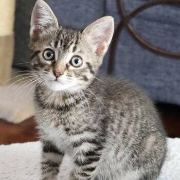 Dorian -  Domestic Short Hair Cat for Adoption in Santa Rosa, California - Dorian | PetCurious