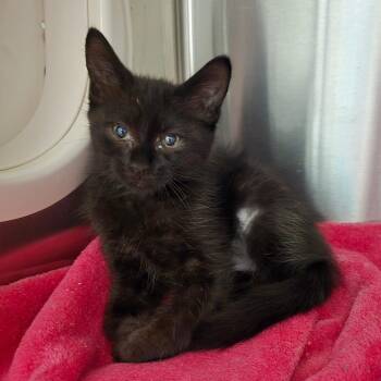 Asparagus -  Domestic Short Hair Cat for Adoption in Spokane, Washington - Asparagus | PetCurious