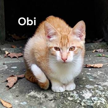 Obi -  Domestic Short Hair Cat for Adoption in Weems, Virginia - Obi | PetCurious