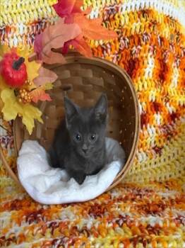 MEEKO -  Domestic Short Hair Cat for Adoption in Omaha, Nebraska - MEEKO | PetCurious