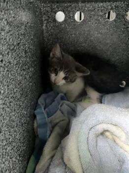 A1291501 -  Domestic Short Hair Cat for Adoption in Dallas, Texas - A1291501 | PetCurious