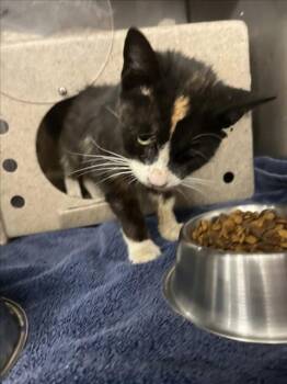 A228916 -  Domestic Short Hair Cat for Adoption in Woodland, California - A228916 | PetCurious