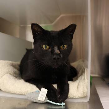 Esme -  Domestic Short Hair Cat for Adoption in Goleta, California - Esme | PetCurious