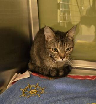 Ladybug -  Domestic Short Hair Cat Available for Adoption in Dickson, Tennessee - Ladybug | PetCurious