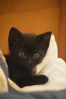 Black Bobby -  Domestic Short Hair Cat for Adoption in Grand Rapids, Michigan - Black Bobby | PetCurious