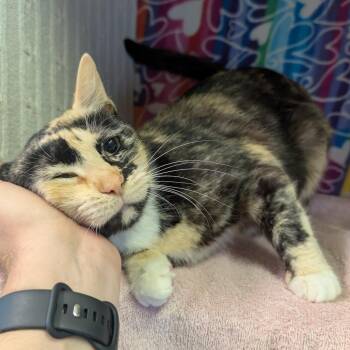 Domestic Short Hair Cats Available for Adoption - Solana | PetCurious
