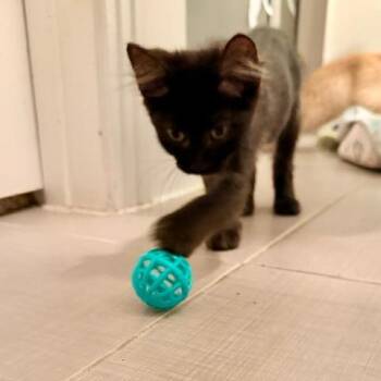 Domestic Short Hair Cats Available for Adoption in Houston, Texas - Rubarb | PetCurious