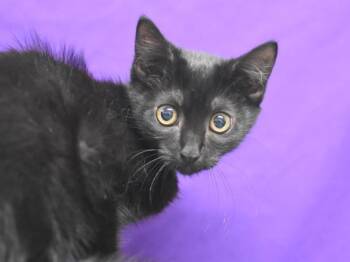 Leo -  Domestic Short Hair Cat for Adoption in Portland, Oregon - Leo | PetCurious