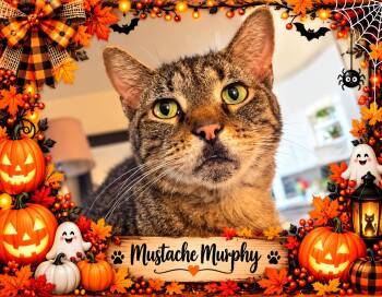 Mustache Murphy-Biscuit maker 8 yr -  Tabby and Domestic Short Hair Cat for Adoption in Taylor Mill, Kentucky - Mustache Murphy-Biscuit Maker 8 Yr | PetCurious