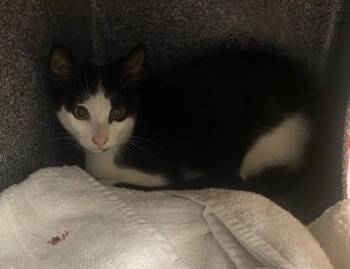 Heritage -  Domestic Short Hair Cat for Adoption in Chamblee, Georgia - Heritage | PetCurious