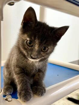 Domestic Short Hair Cats Available for Adoption in Clinton, South Carolina - Shandy | PetCurious