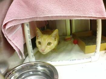ALAN -  Domestic Short Hair Cat Available for Adoption in Omaha, Nebraska - ALAN | PetCurious