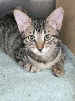 Axelina -  Domestic Short Hair Cat for Adoption in River Ridge, Louisiana - Axelina | PetCurious