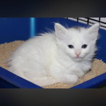 Maine Coon and Turkish Van Cats Available for Adoption in Fresno, California - Wynter  | PetCurious